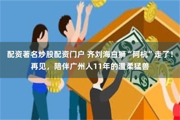 配资著名炒股配资门户 齐刘海白狮“阿杭”走了！再见，陪伴广州人11年的温柔猛兽