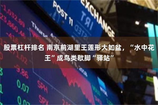 股票杠杆排名 南京前湖里王莲形大如盆，“水中花王”成鸟类歇脚“驿站”