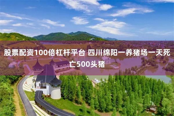 股票配资100倍杠杆平台 四川绵阳一养猪场一天死亡500头猪